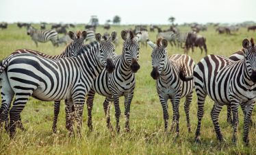 Secret Africa Safaris offer The best travel packages.