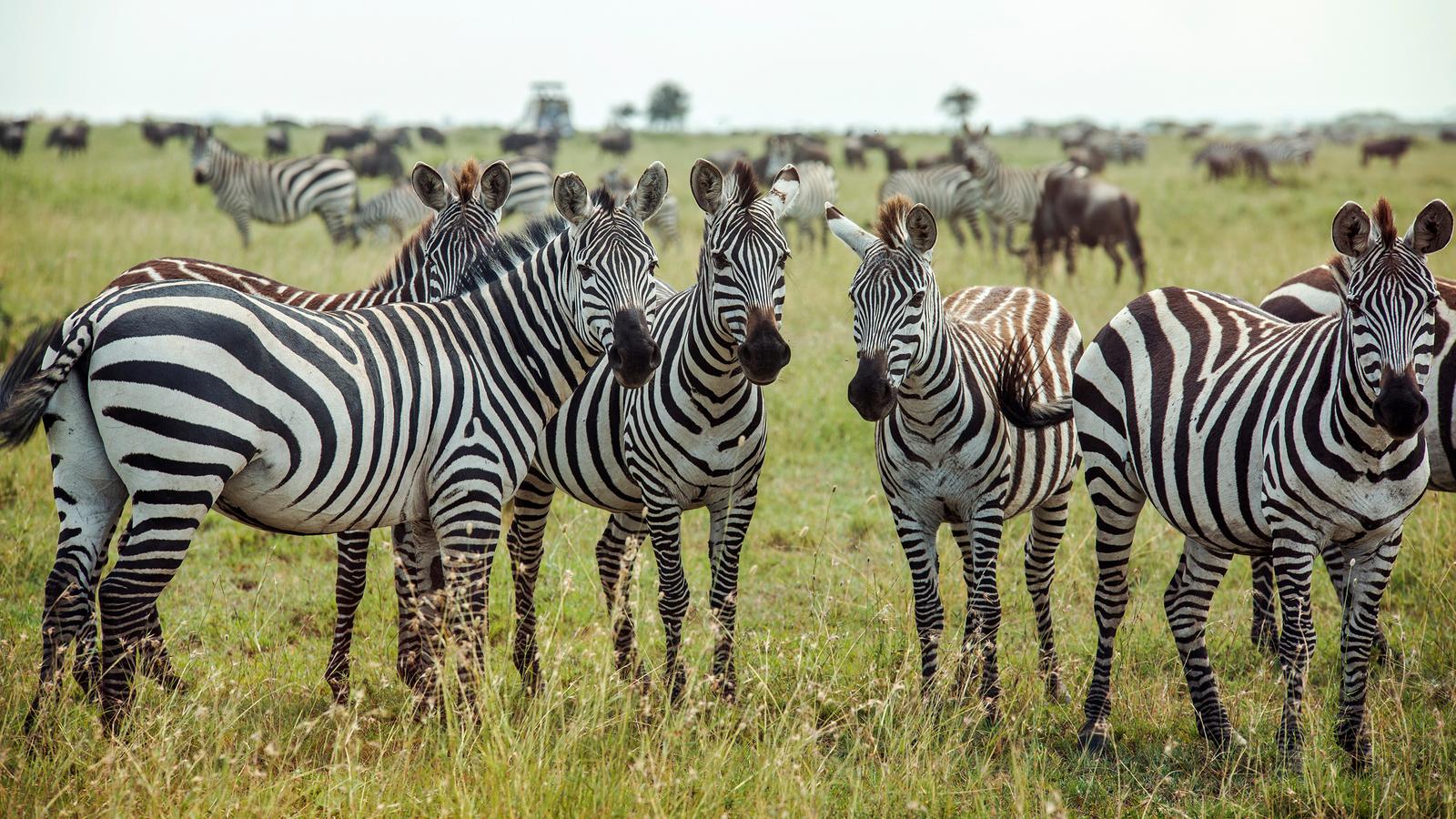 Secret Africa Safaris offer The best travel packages.